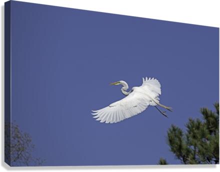 Egret Soaring Canvas Print