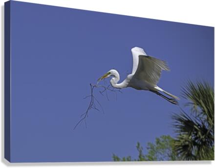 Egret Nesting Material Canvas Print
