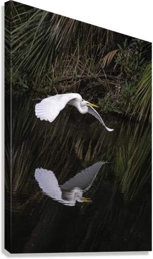Flight Reflection Canvas Print