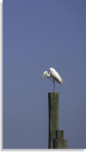 Egret Preening Canvas Print