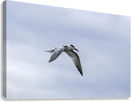 Tern Soaring Canvas Print