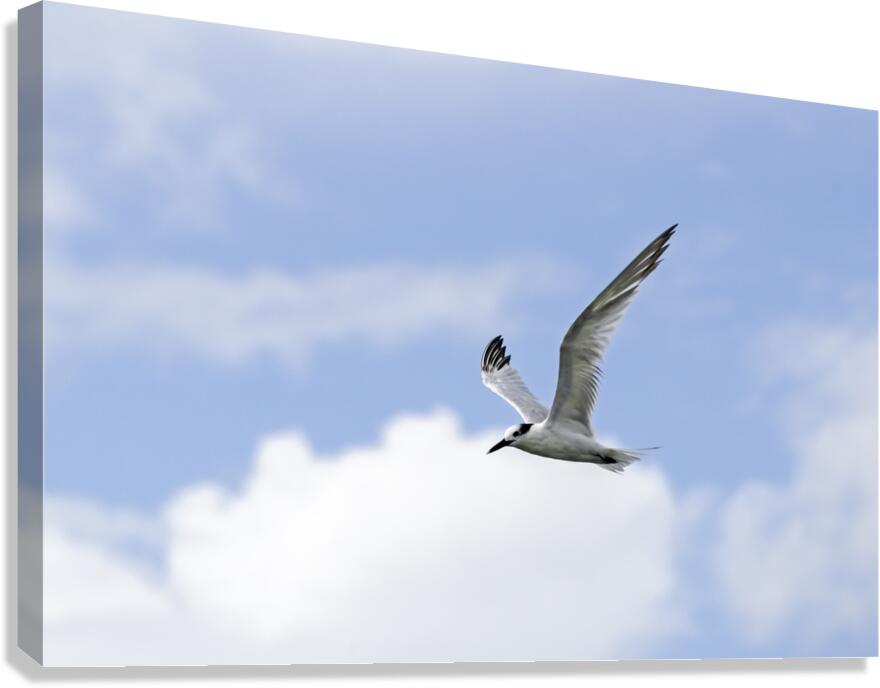 Tern Flight Canvas Print