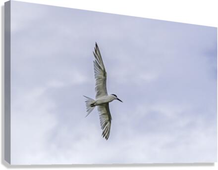 Tern Wingspan Canvas Print