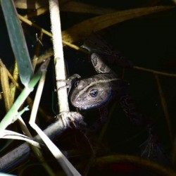 In the Shadows