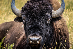 Bison