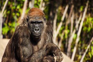 Lady Gorilla