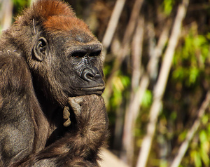 Lady Gorilla Sister Thinking