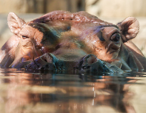 Hippo
