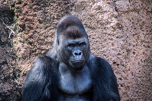 Gorilla2