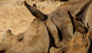 White Rhinos