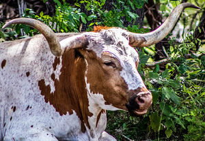 Longhorn1