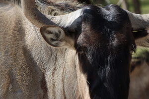 Wildebeest2