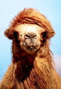 Camel