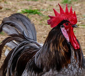 Rooster