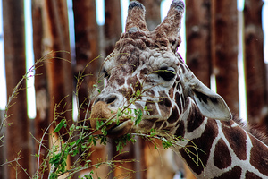Giraffe3
