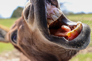 Donkey