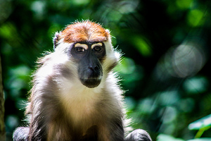 Monkey3