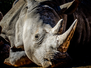 Black Rhino