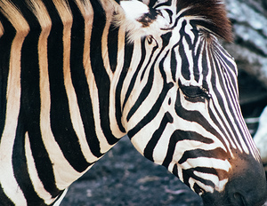 Zebra