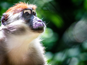 Monkey2