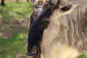 Wildebeest1
