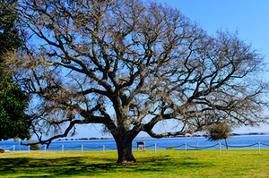 Resting Tree