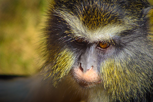 Monkey4