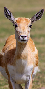 Black Buck