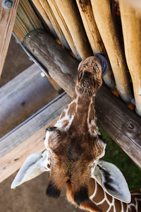 Giraffe1