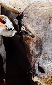 Banteng