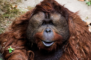 Orangutan