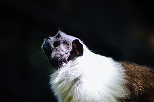 Tamarin