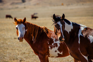 Horses6