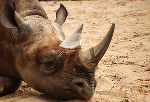 Black Rhino 
