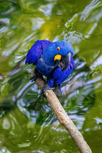 Hyacinth Macaw