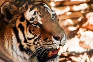 Tiger9