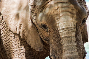 African Elephant