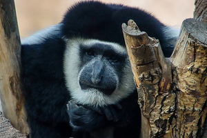 Monkey5