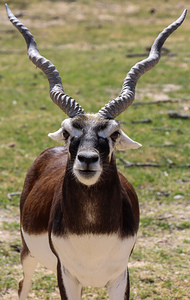 Black Buck