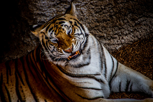 Tiger7