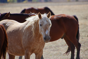 Horses8