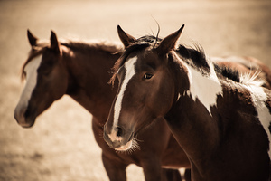 Horses4
