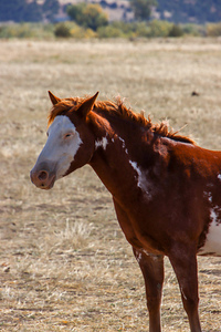 Horses3