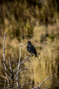 Common Starling