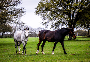 Horses1