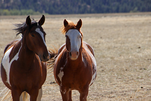 Horses7
