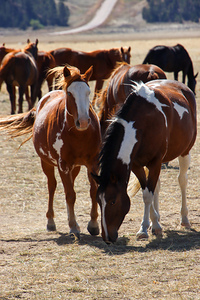 Horses10