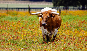 Longhorn4