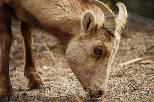 Big Horn Sheep