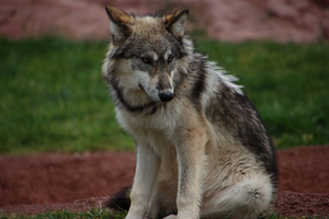 Wolf1